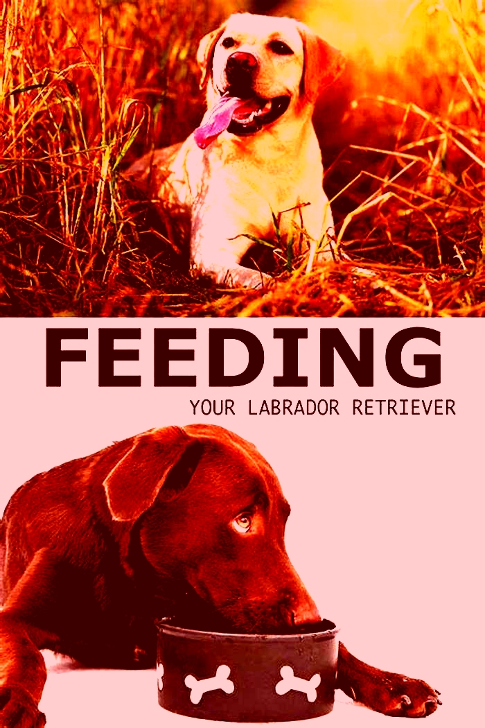 Do Labradors need special food