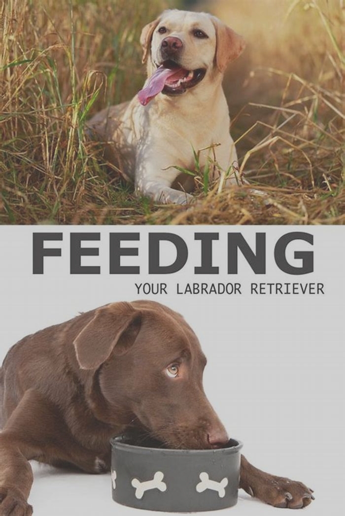 Do Labradors need wet food?