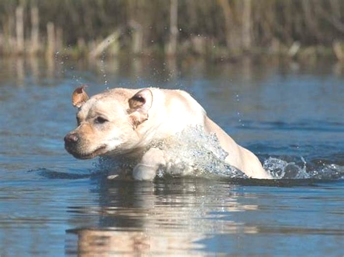 Do Labradors prefer hot or cold?