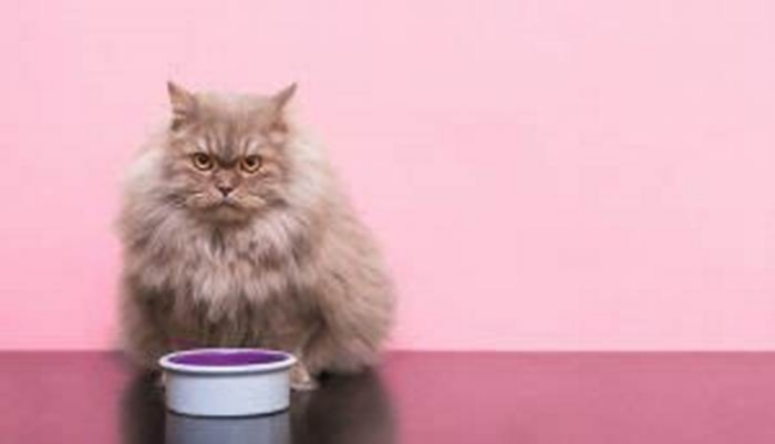 Do cats get bored of the same food?