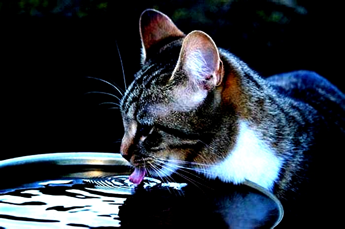 Do cats like cold or warm water better