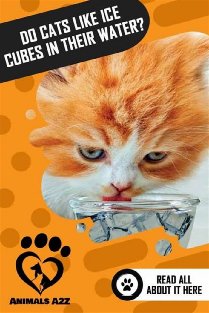 Do cats like ice cubes in their water