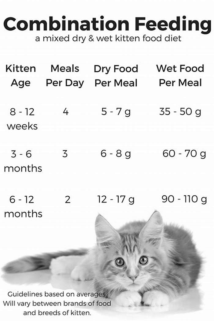 Do cats need 2 or 3 meals a day?