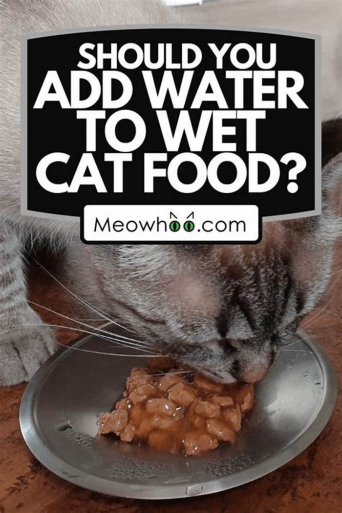 Do cats need water with wet food