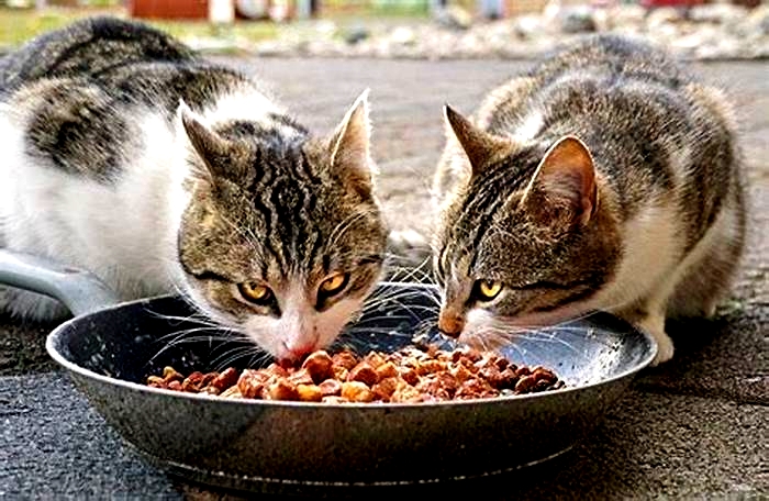 Do cats prefer warm or cold food?