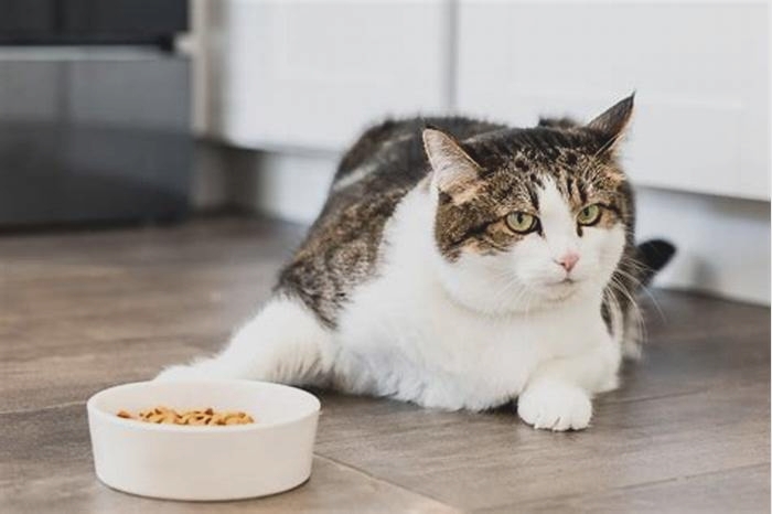 Do cats stop eating when full?