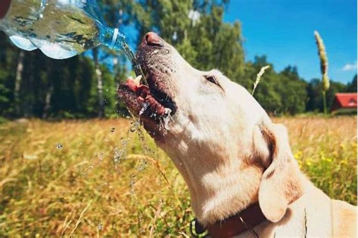 Do labs drink a lot of water