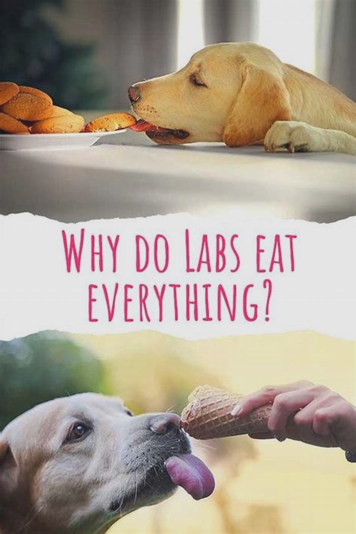 Do labs grow out of eating everything