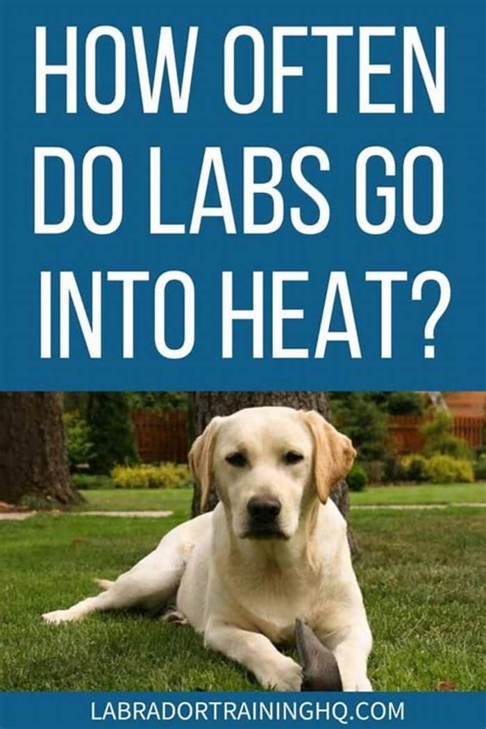 Do labs overheat easily?