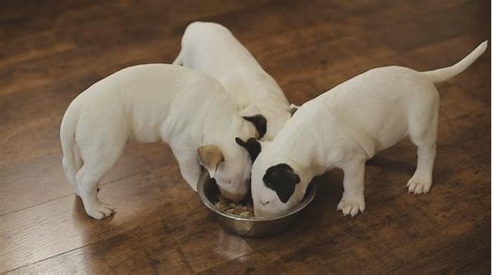 Do puppies get hungry at night?