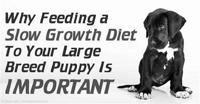 Does large breed puppy food slow growth?