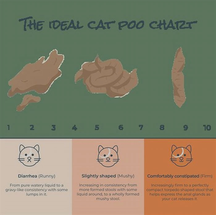 Does wet food cause wet poop in cats?