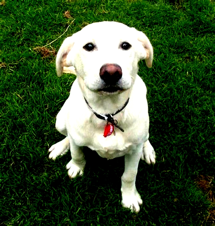 How big is a Labrador at 6 months