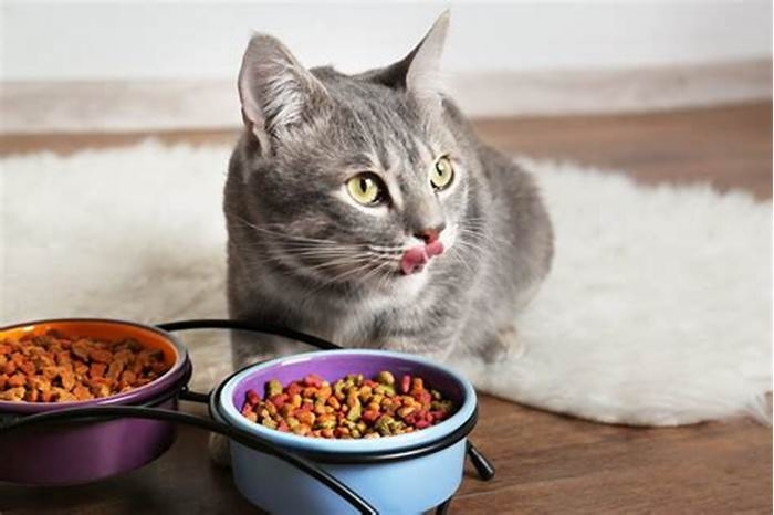 How can you tell if dry cat food is healthy?