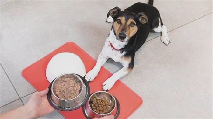 How do I know if I'm feeding my puppy enough?