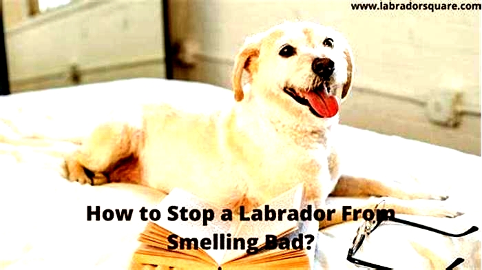 How do I stop my Labrador from smelling?