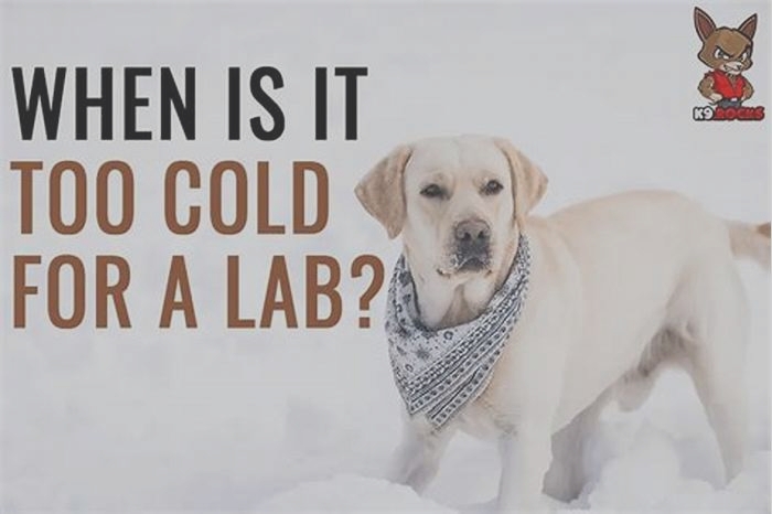 How do I tell if my lab is cold