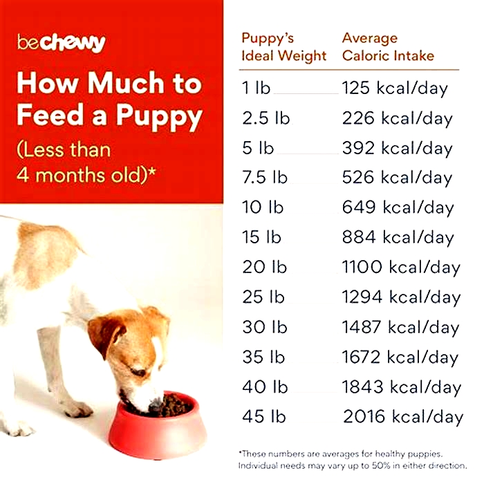 How late is too late to feed a dog?