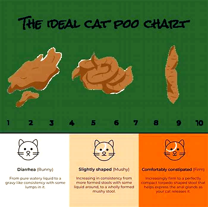 How long after eating Do cats poop?