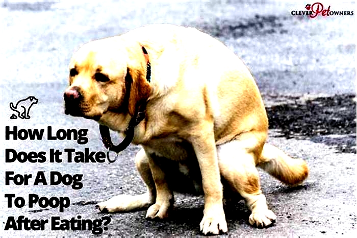 How long after eating does a dog poop?