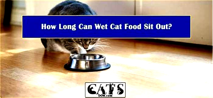 How long can wet cat food sit out?