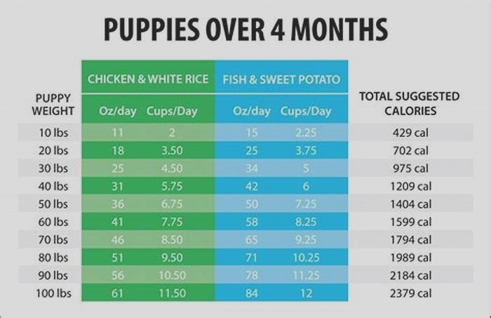 How long do you feed IAMS puppy food