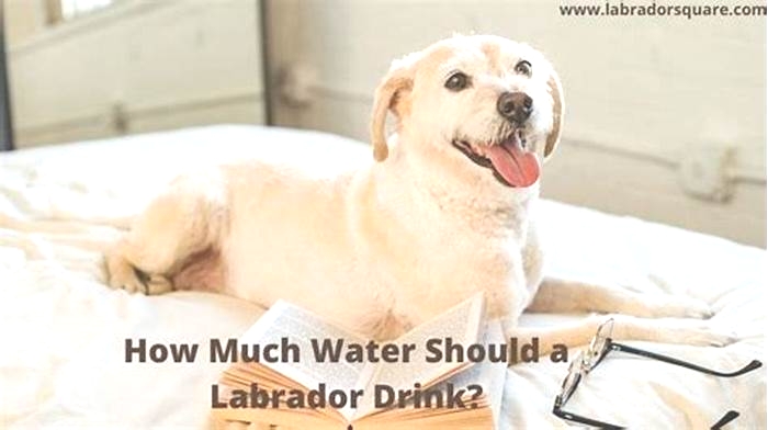 How many bowls of water should a Labrador drink a day