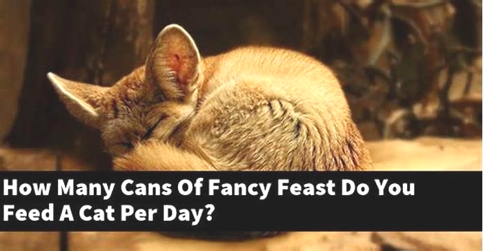 How many cans of fancy feast per day