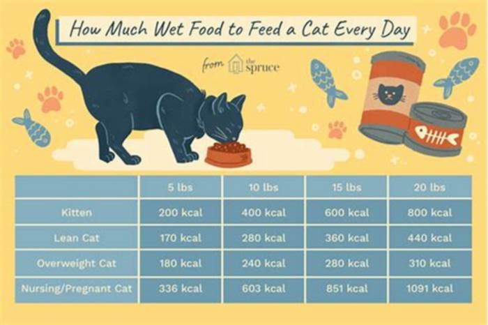 How many cans of wet food does a cat eat per day