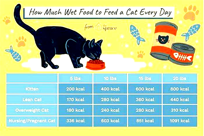 How many cans of wet food should I feed my cat a day?