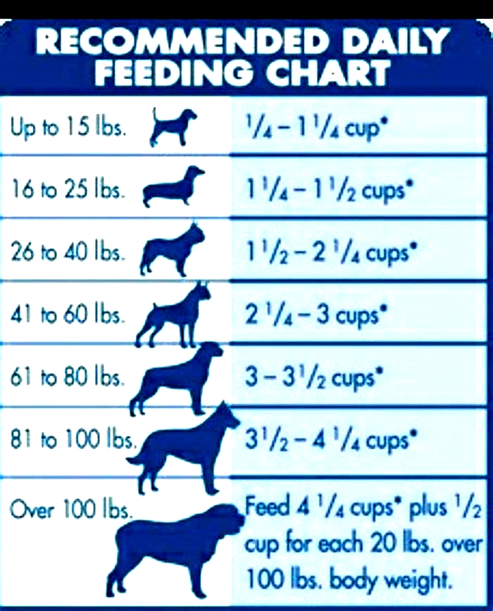 How many cups a day should a lab eat