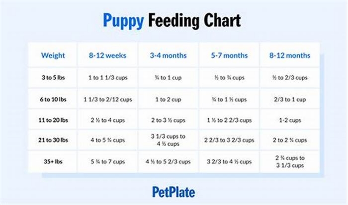 How many cups of food should a large breed puppy eat a day