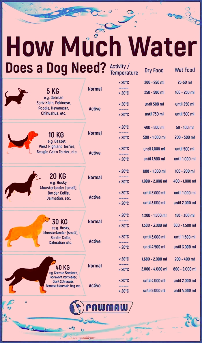 How many cups of water should a large breed puppy drink