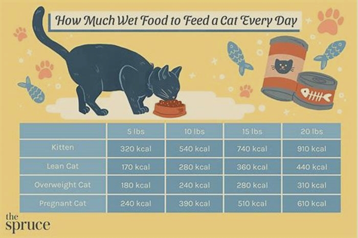 How many times a day should I feed my senior cat wet food