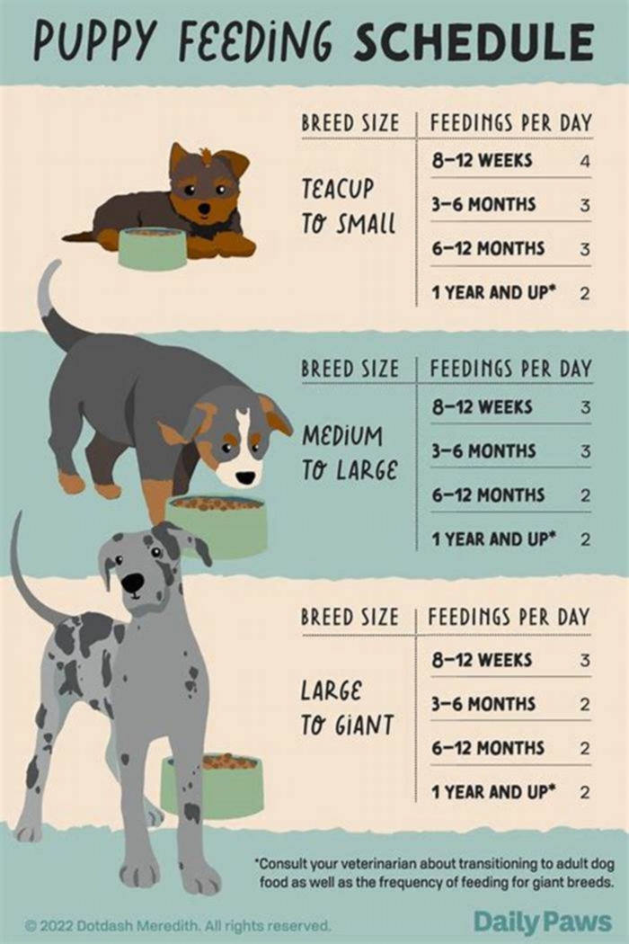 How many times a day should a large breed puppy eat