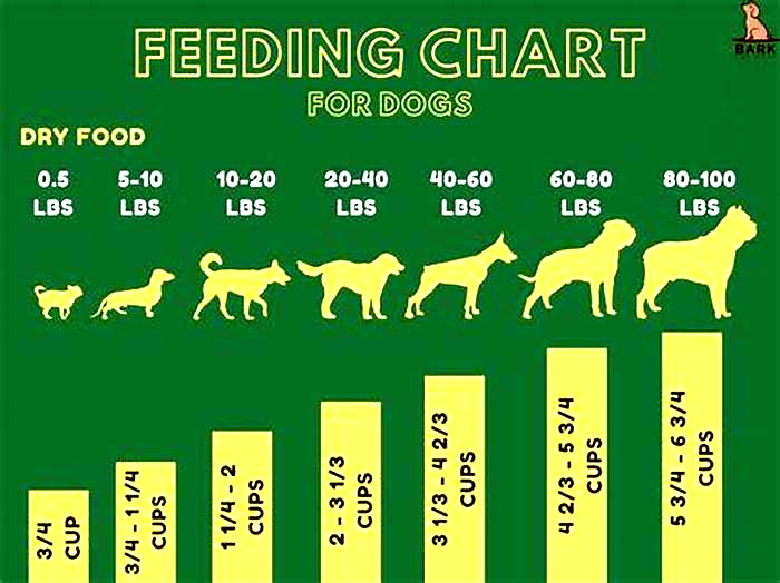 How much IAMS to feed a dog per day?