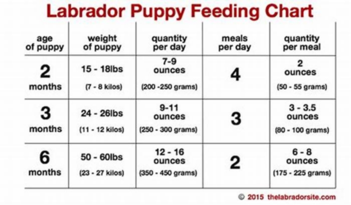 How much should a Labrador eat