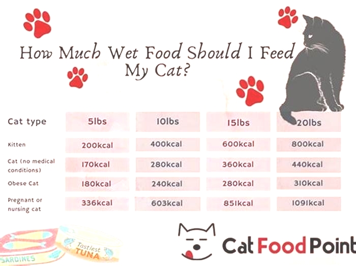 How much wet food should a 10 lb cat eat per day?