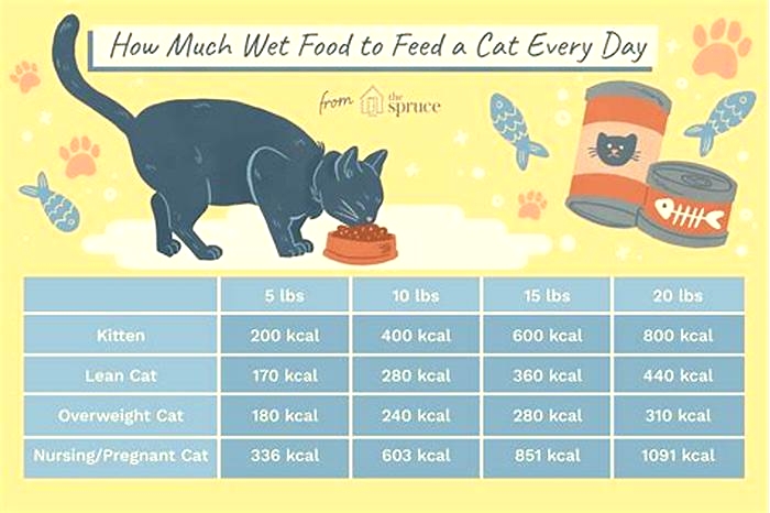 How much wet food should a cat eat a day?