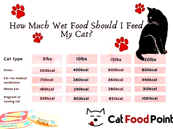 How much wet food should a senior cat eat per day