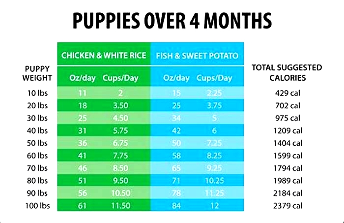 How often should I feed a puppy in IAMS