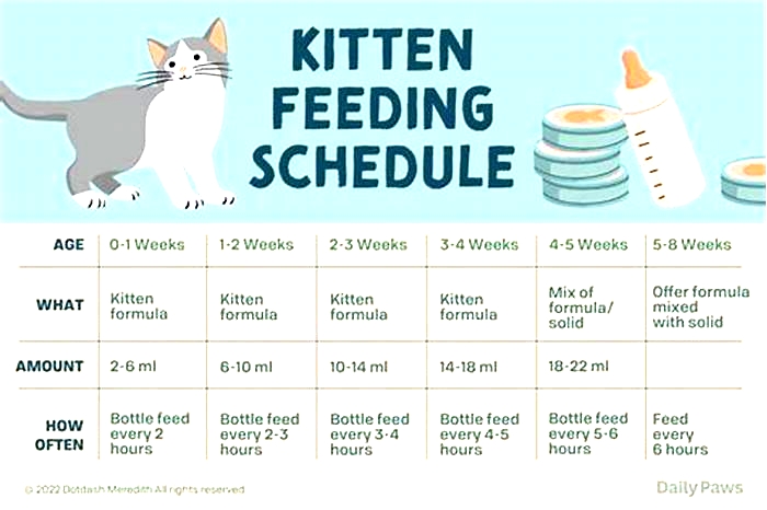 How often should I feed my cat Sheba?