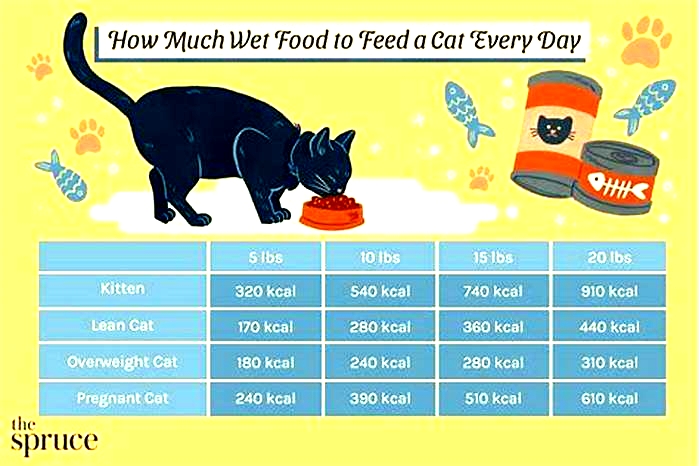 How often should I feed my cat wet food