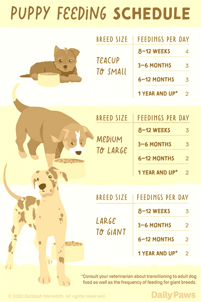 How often should a 3 month old puppy eat?