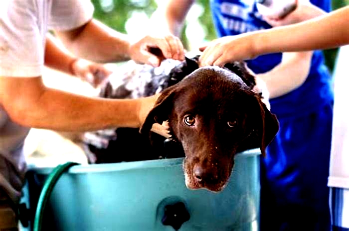 How often should labs be bathed?