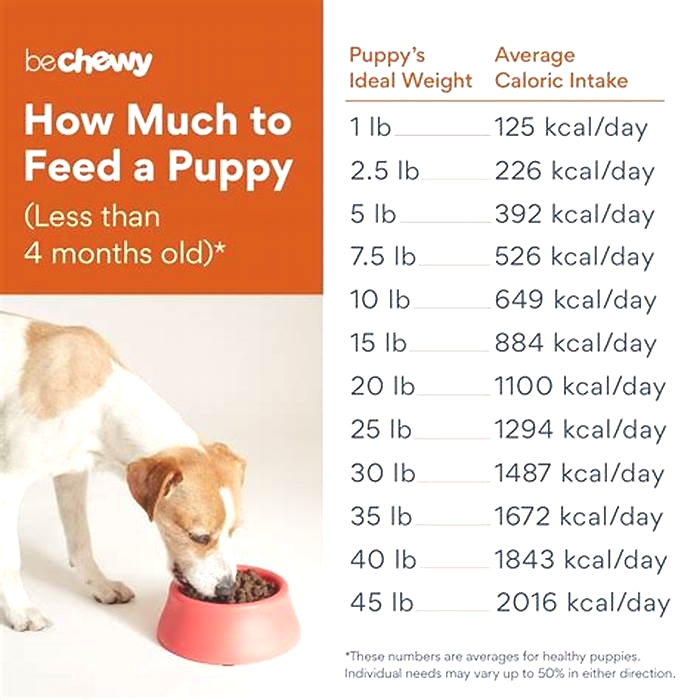 How often should labs eat a day?