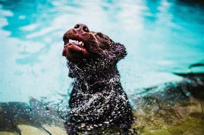 How to dry a Labrador after a bath?