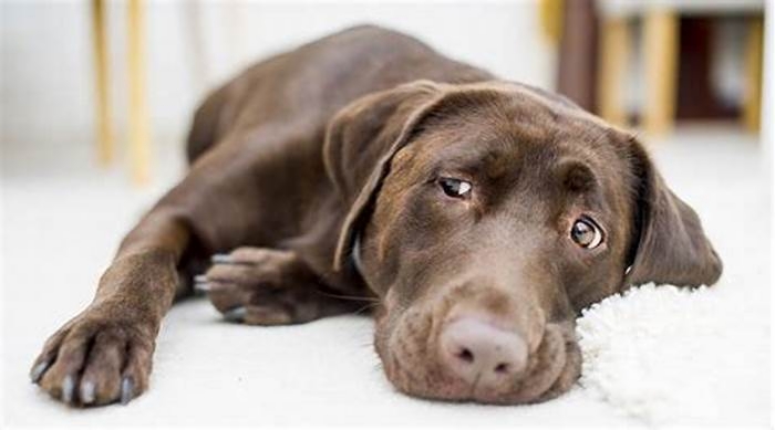 How to stop a Labrador from eating everything