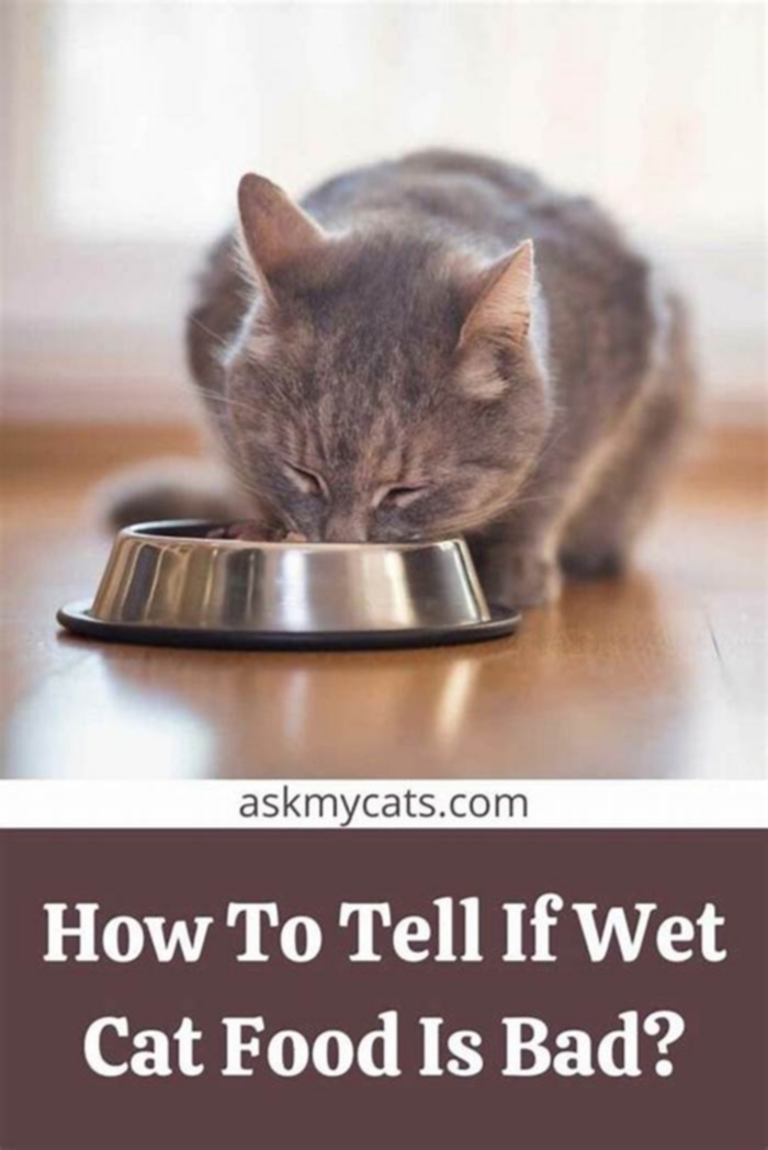 How to tell if wet cat food is bad