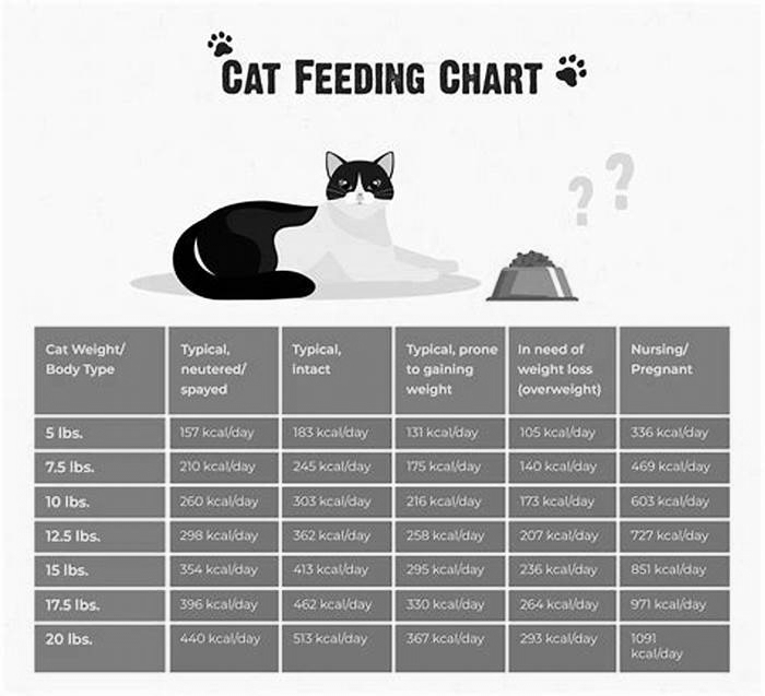 Is 1 cup of cat food too much?